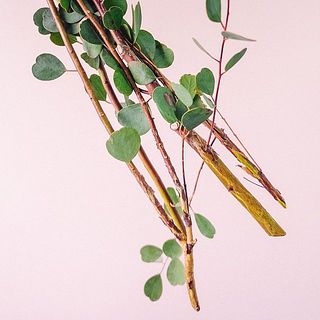 特性上下の葉は変色しています。優しく摘み取ってあげましょう。