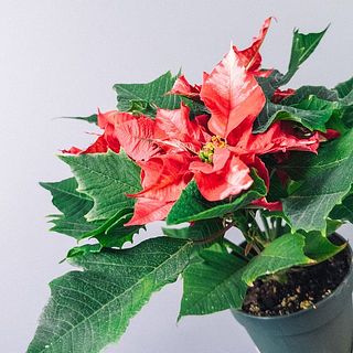 配送の揺れで少々花に傷がついてしまうことも。また、茎や葉を切ると白い液が出ます。気になる場合は優しく拭き取りましょう。