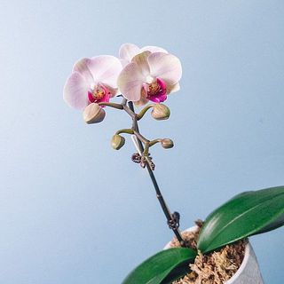 花や葉に個体差があります。ご了承ください。