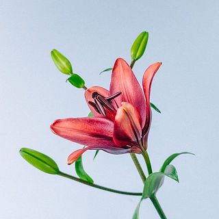 開花すると花粉があります。早めに取り除いてあげると、お花が長持ちします。