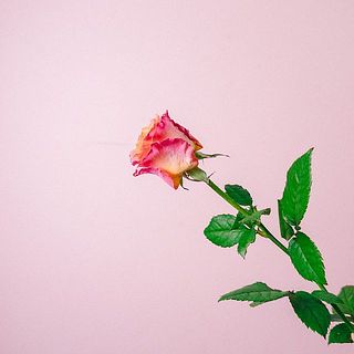 仕入れたての状態でお届けしています。花びらの外側は乾燥してカサカサとしていることも。