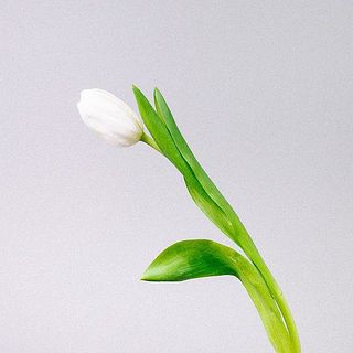 チューリップは茎が柔らかくしなやか。葉っぱがしんなりしている場合は優しく取り除いてあげましょう。時間が経つと頭が垂れてくるのでお部屋の上の方に移動させて飾るのもおすすめ。浅水で活けると長もち。