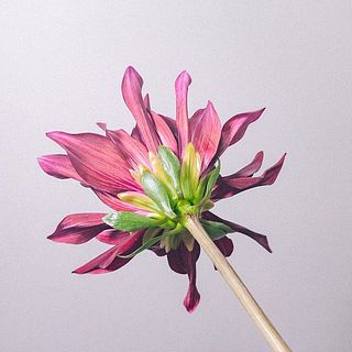 ダリアの花びらには傷がついていることも。弱っている花びらは取ってあげましょう。