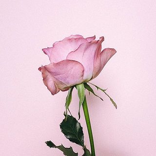 バラの外側の花びらは傷が付いていることも。内側を守る役割のため、そのままお届けします。気になる場合は優しく取ってあげてください。
