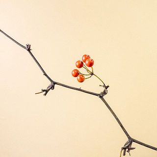 実は配送中に落ちてしまうことがございます。ご了承ください。