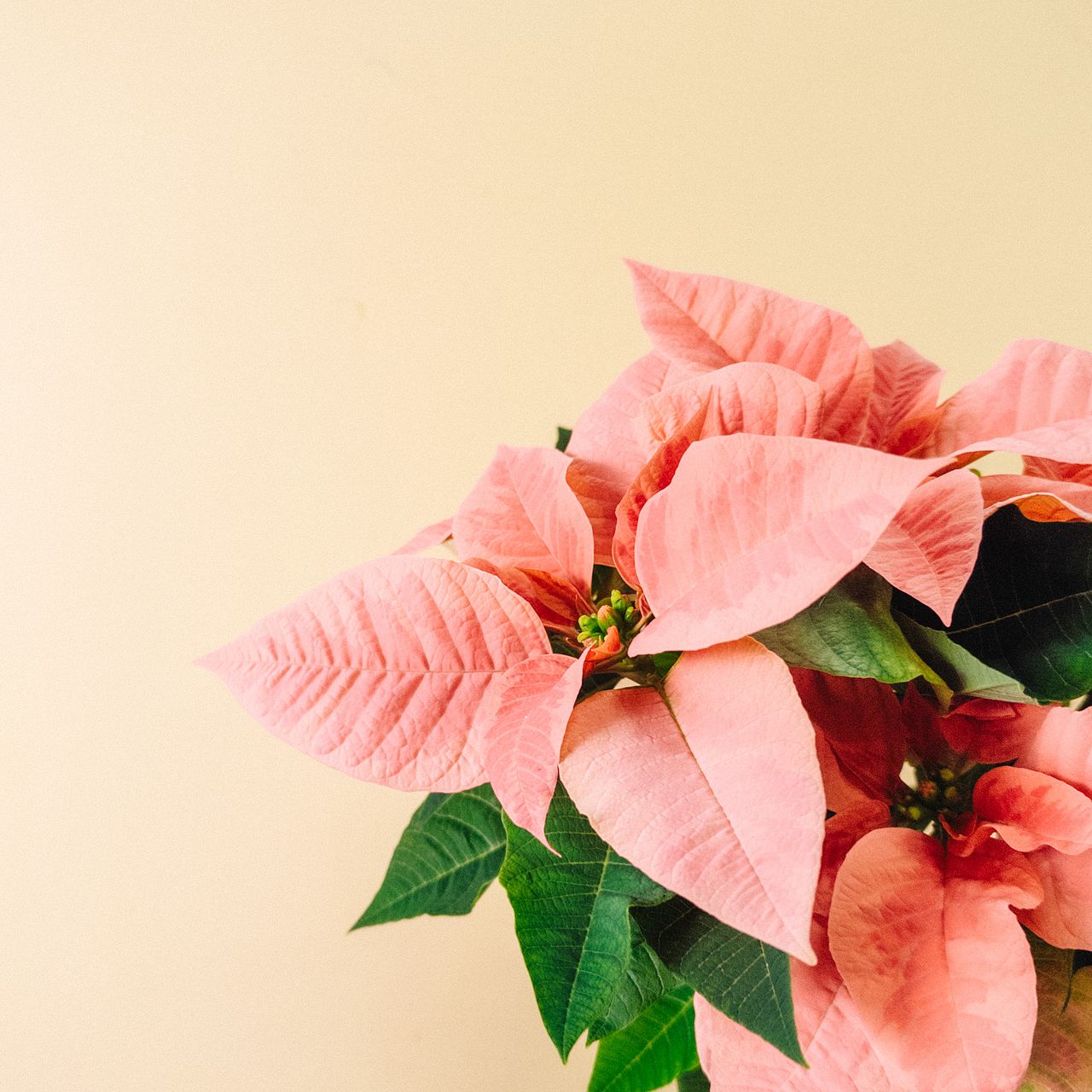 ピンク色のポインセチア