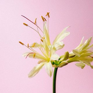 リコリスは花びらがキラキラしています。