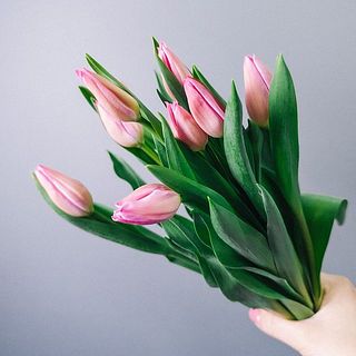 チューリップの特性として、しなやかに曲がっている花もございます。