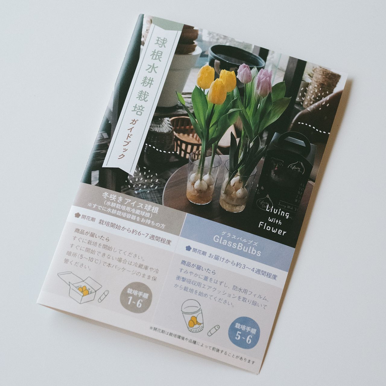 産直】ヒヤシンスの水耕栽培キット（色：パープルブルー）