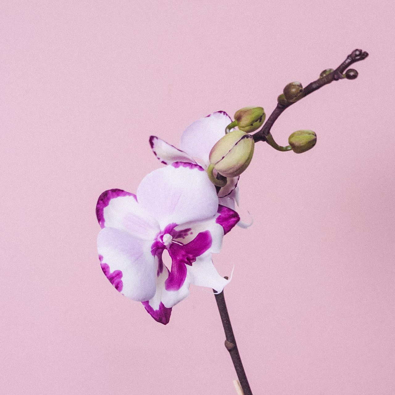 お正月に贈る胡蝶蘭