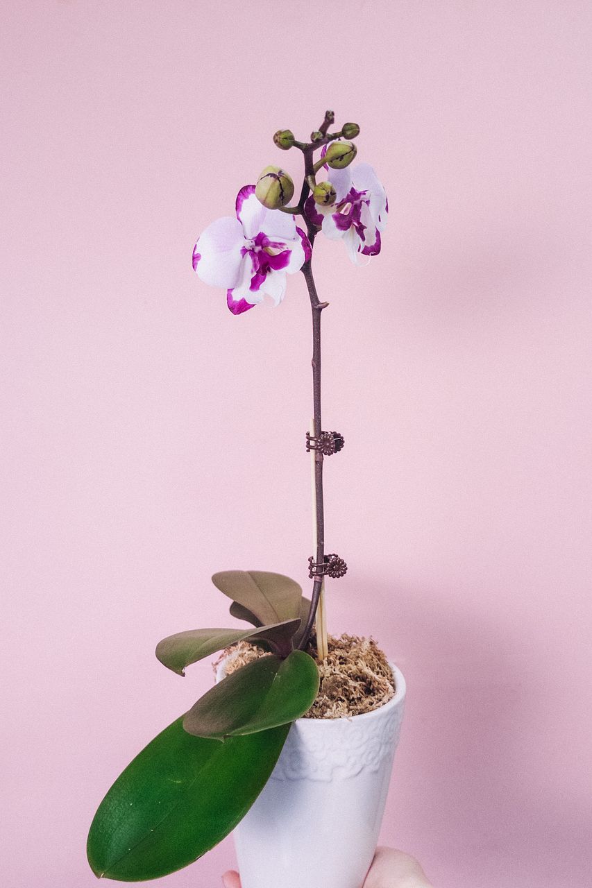 お正月に贈る胡蝶蘭