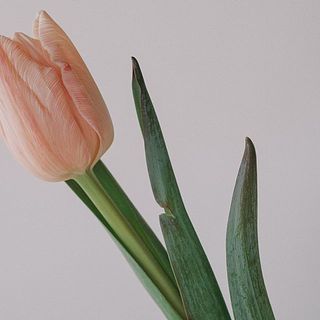 産直】清都農園のセピアチューリップ