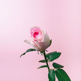 バラ「ドルチェヴィータ」