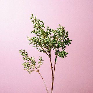 ネズミモチ