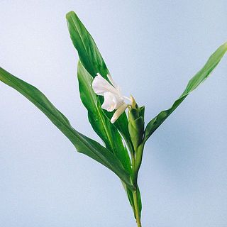 甘く香ります。