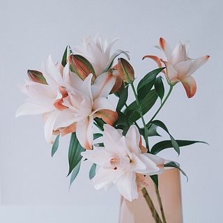 1本に2〜3輪ほどついていて、3本でもボリュームたっぷり。咲き終わった花は取り除いてあげると、つぼみが咲きやすくなります。