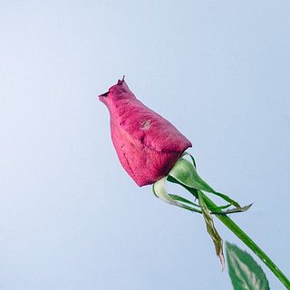 花びらは一部傷がついていることがございます。気になる場合は優しく取り除いてあげましょう。