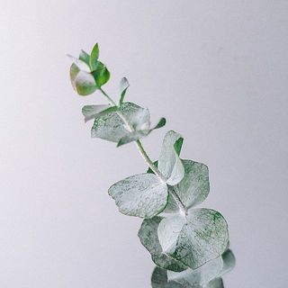 ユーカリの枝先にある新芽は変色してしまう事がございます。ご了承ください