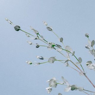 グニユーカリは小さめの葉が特徴的です。