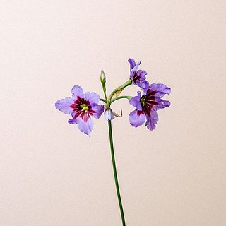 リューココリーネは繊細なお花。花びらに傷がついていることも。