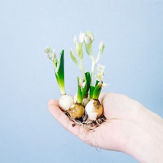 一例：オーニソガラム「ホワイトトロフィー」