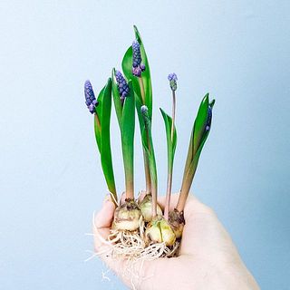 一例：ムスカリ「ラティフォリウム」