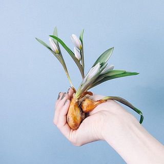 一例：チューリプ「ポリクローム」