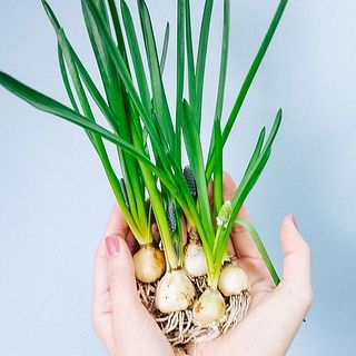 一例：ムスカリ「ビックスマイル（紫） 」「ホワイトマジック （白）」