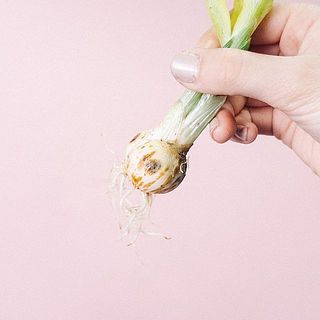 一部球根にカビや傷がついている事もあります。小さなものでしたら成長には問題ないので優しく拭き取ってください。