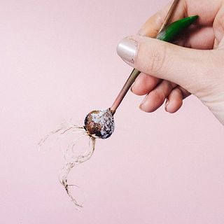 球根の汚れは、優しく洗い流してあげましょう