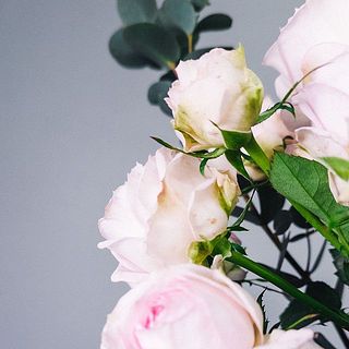花びらの外側には傷がついていることも。気になる場合は優しく間引いてください。