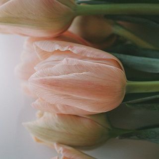 産直】清都農園のセピアチューリップ