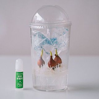 球根のほかに、カップ・栄養剤・剣山・説明書をセットでお届けします。