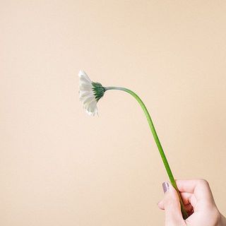 ガーベラの特性として首が曲がりやすくなっています。ご了承ください。