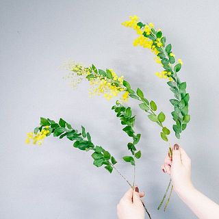 ミモザのフレッシュスワッグ