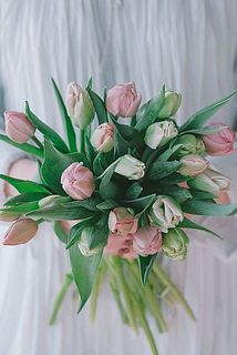 産直】センティアの八重咲きチューリップ