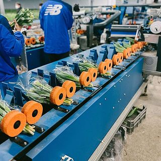 産直】センティアの八重咲きチューリップ