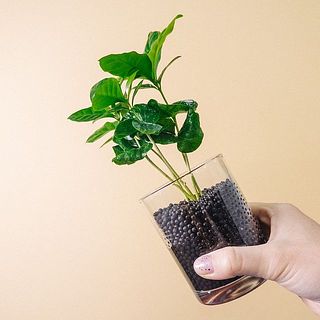 配送の揺れで少々チャコボールが溢れてしまう事も。ご了承ください。