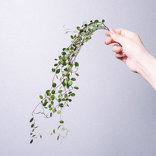 ツル性のワイヤープランツ。繊細なのでやさしく扱って。高いところに飾って垂らしたり、他のお花にひっかけて動きを出すとかわいく飾れます🌿