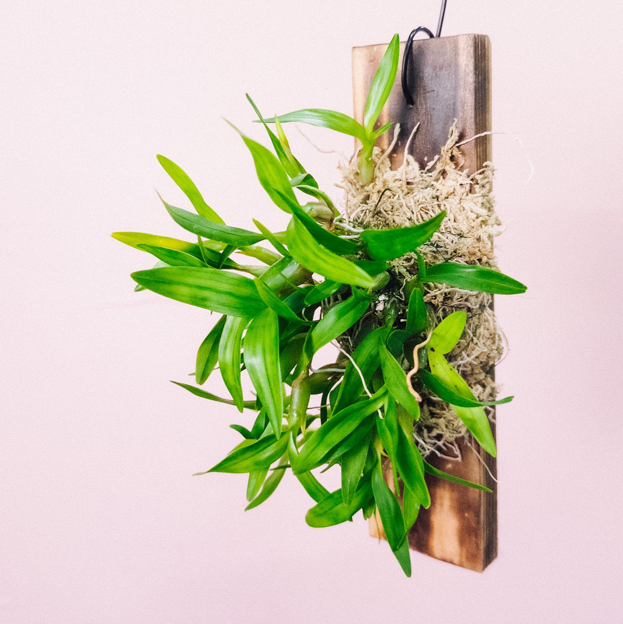 板付きディネマポリブルボン