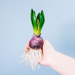 おまかせ春の彩り球根セット