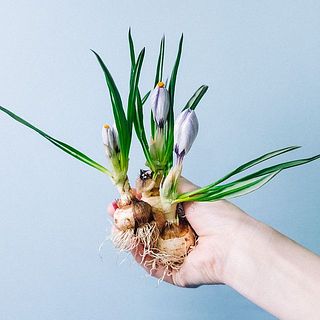 おまかせ春の彩り球根セット