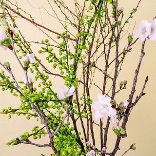 それぞれ枝ぶりには個体差があります。ご了承ください。