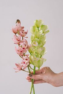 油彩画 花 ピンク ダークグリーン アジサイ：スプリンググリーン5号鉢植え の通販 | 園芸ネット