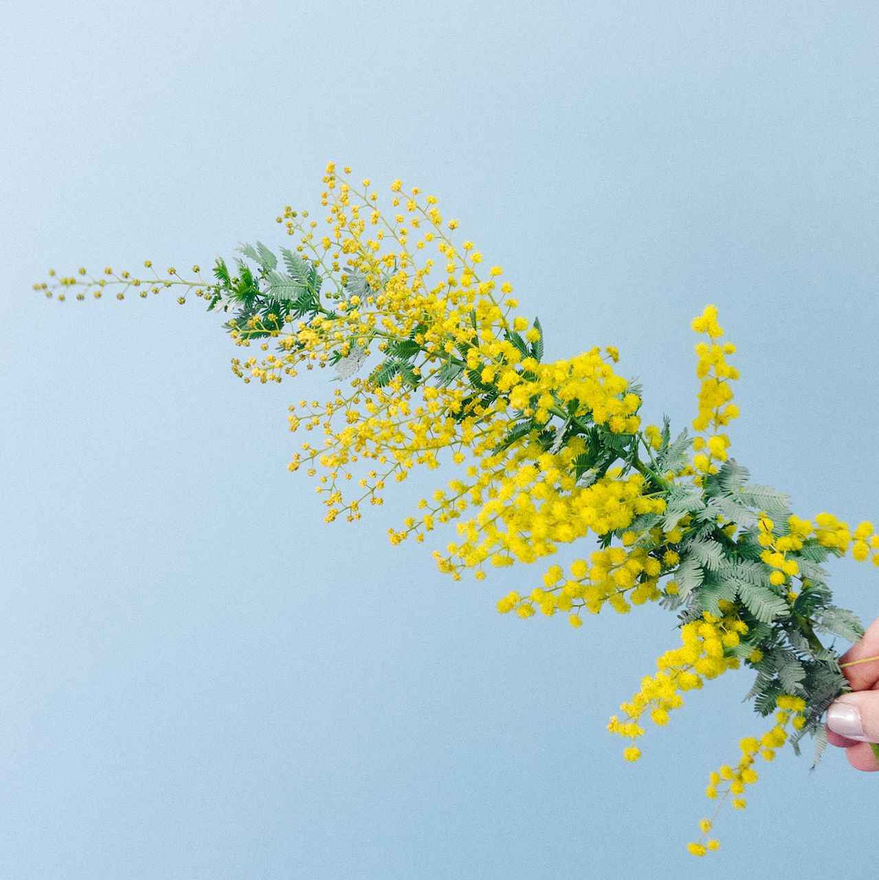 フレッシュミモザのスワッグ | pianta del fiori