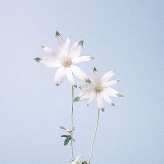 繊細な質感のフランネルフラワー