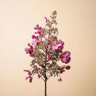  花びらが一部茶色くなっていることも