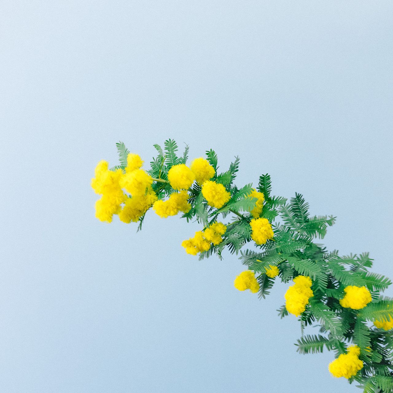 ミモザのフレッシュスワッグ