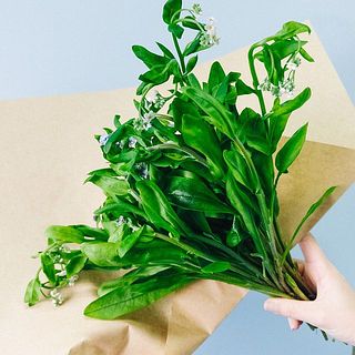 紙に包んで水揚げしましょう。