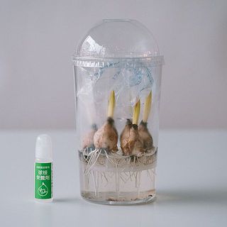 栄養剤付きです。